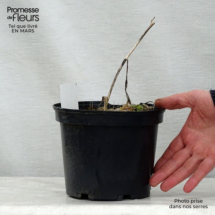 Amostra de Hosta fortunei Albopicta Vaso de 2 L/3 L tal como entregue na primavera