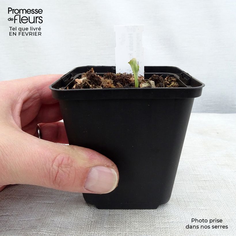 Amostra de Hosta fortunei Albopicta Vaso de 8/9 cm tal como entregue no inverno