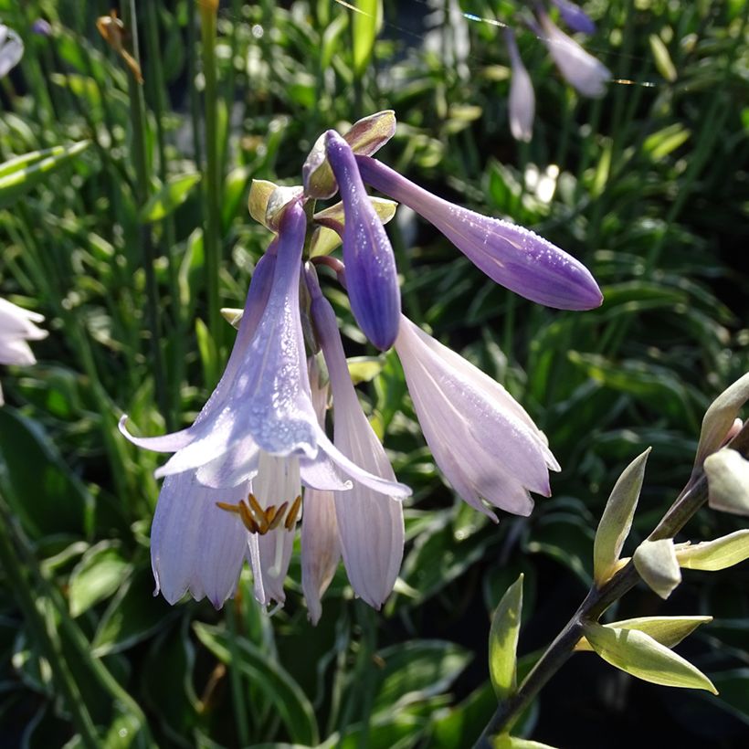 Hosta fortunei Francee (Floração)