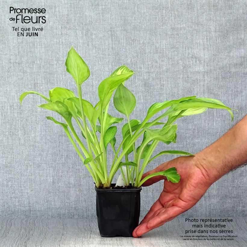Amostra de Hosta fortunei Gold Standard Vaso de 8/9 cm tal como entregue no verão