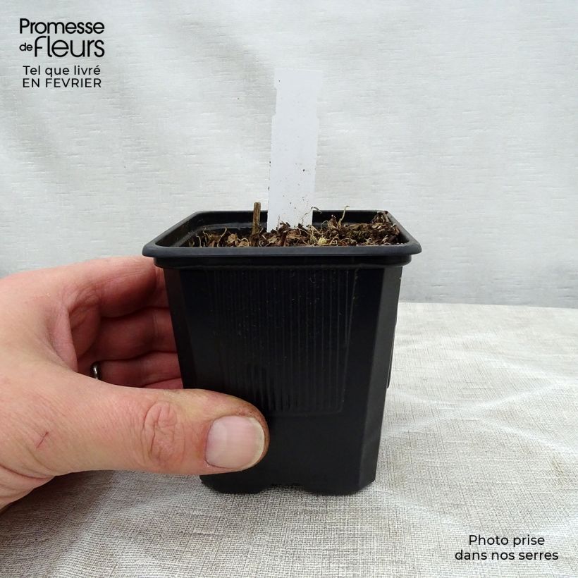 Amostra de Hosta fortunei Gold Standard Vaso de 8/9 cm tal como entregue no inverno