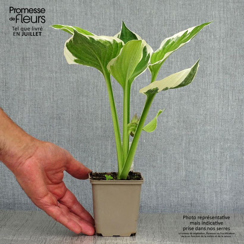 Amostra de Hosta fortunei Patriot Vaso de 8/9 cm tal como entregue no verão