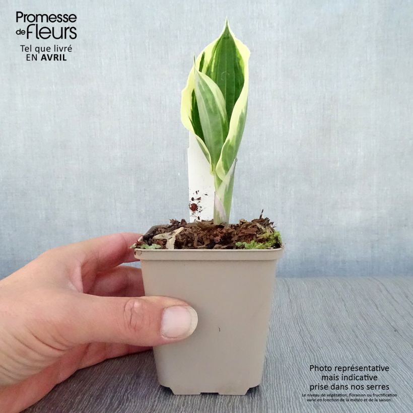 Amostra de Hosta fortunei Patriot Vaso de 8/9 cm tal como entregue na primavera