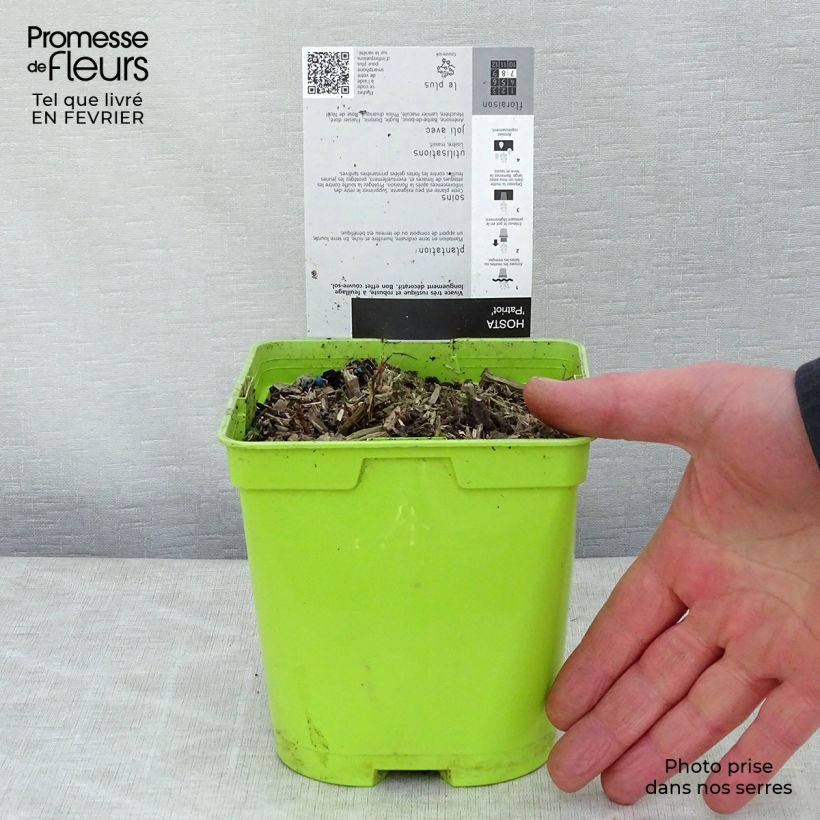 Amostra de Hosta fortunei Patriot Vaso de 2 L/3 L tal como entregue no inverno