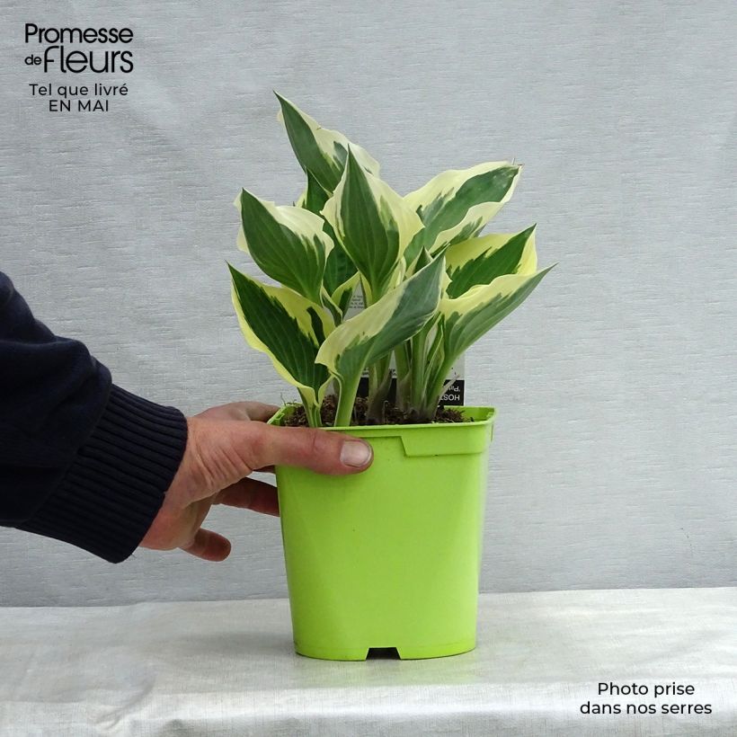 Amostra de Hosta fortunei Patriot Vaso de 2 L/3 L tal como entregue na primavera
