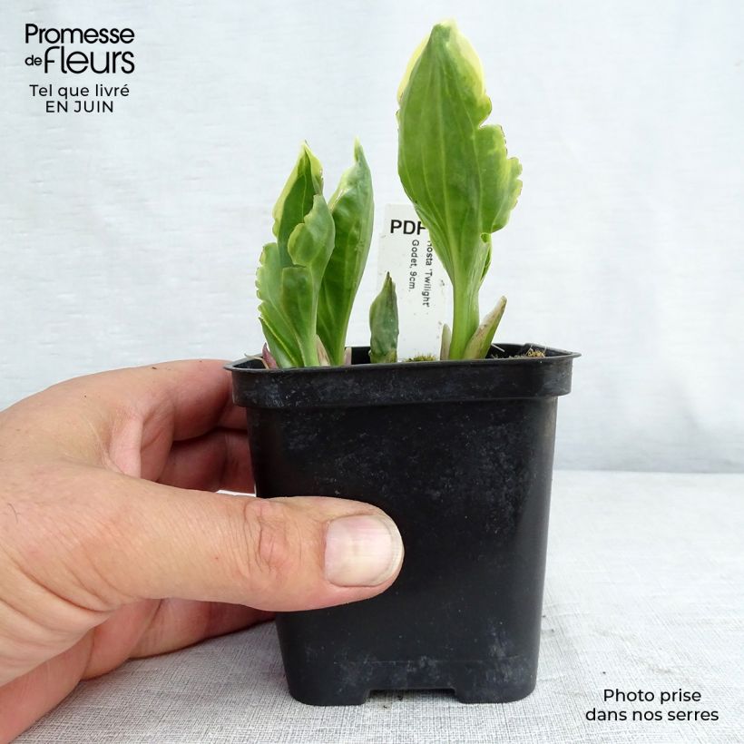 Amostra de Hosta fortunei Twilight Vaso de 8/9 cm tal como entregue no verão