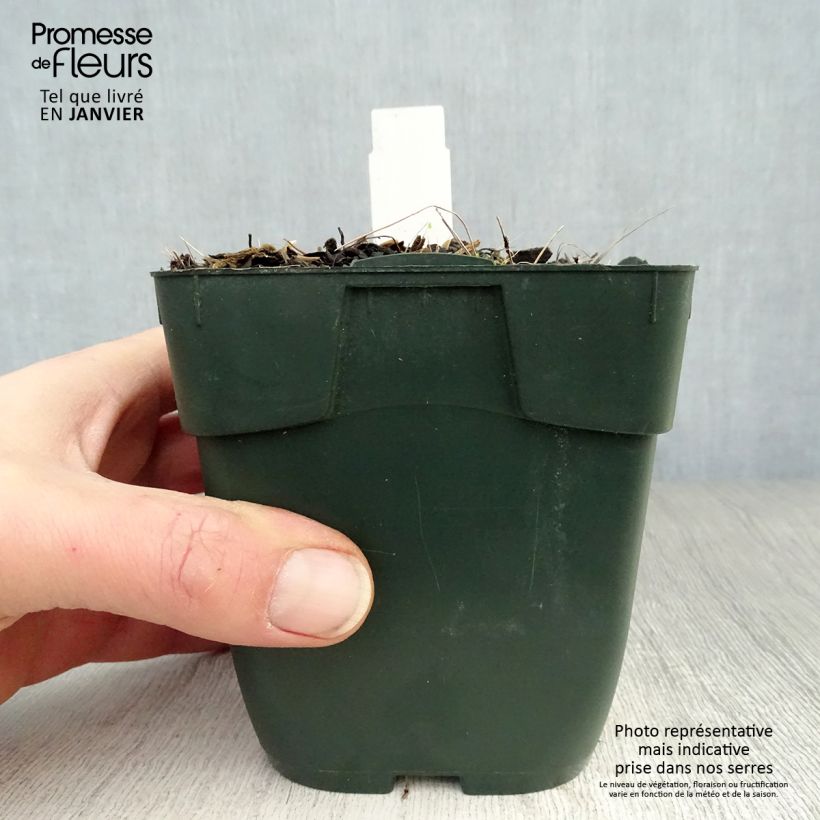 Amostra de Hosta fortunei Twilight Vaso de 8/9 cm tal como entregue no inverno