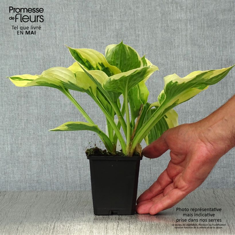 Amostra de Hosta fortunei Twilight Vaso de 8/9 cm tal como entregue na primavera