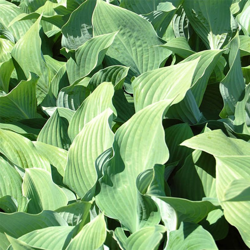 Hosta fortunei var. hyacinthina (Folhagem)