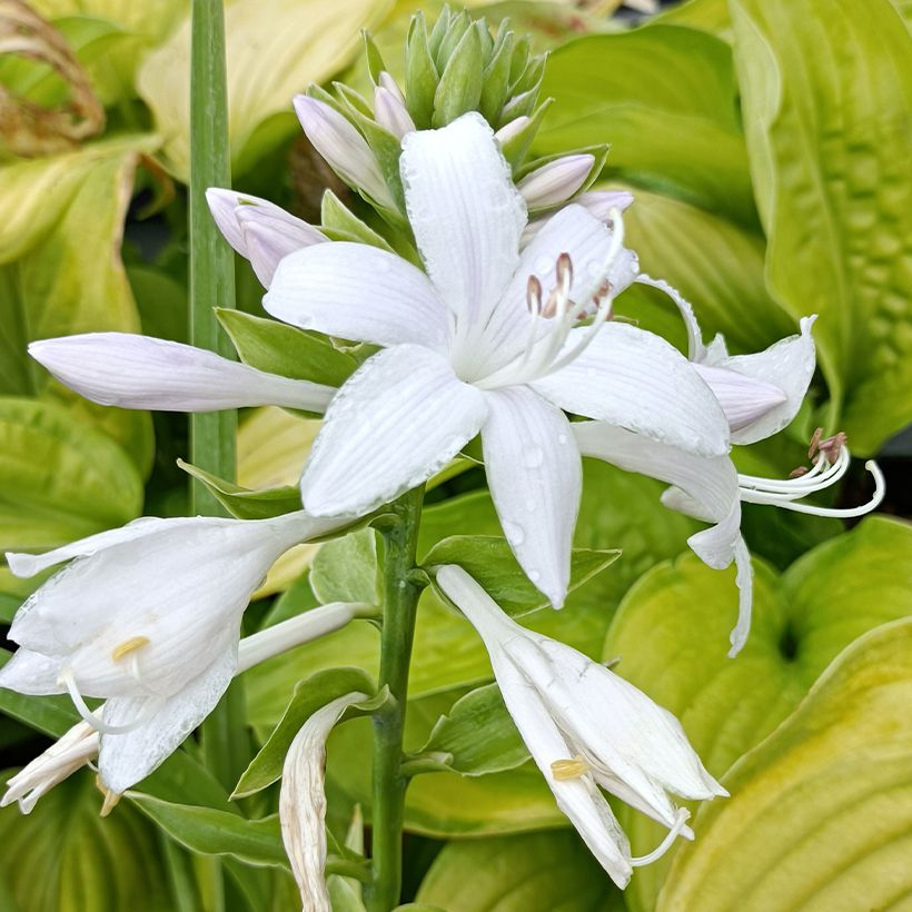 Hosta Guacamole (Floração)