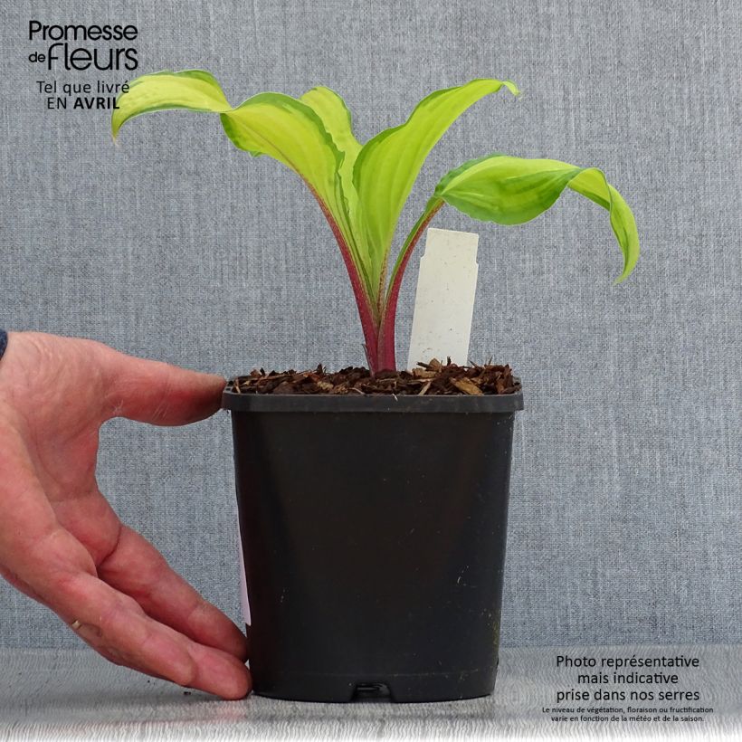 Amostra de Hosta Lipstick Kiss Vaso de 1,5 L/2 L tal como entregue na primavera