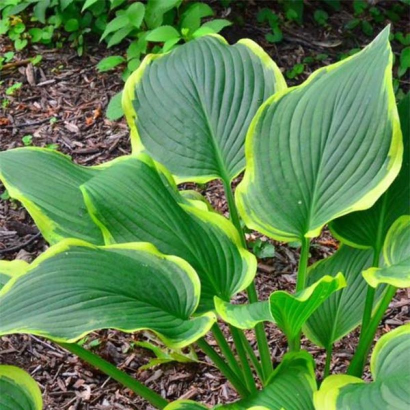 Hosta montana Yellow River (Folhagem)