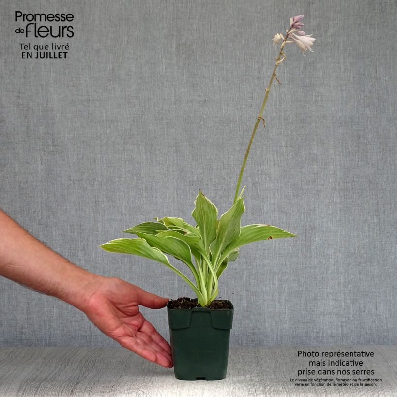 Amostra de Hosta montana Yellow River Vaso de 8/9 cm tal como entregue no verão