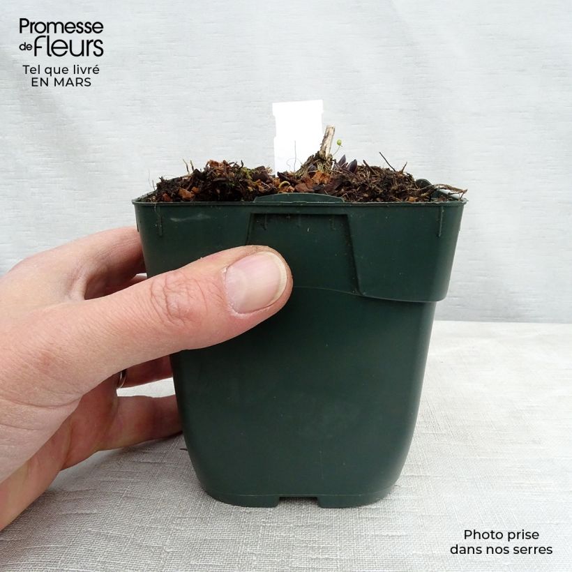 Amostra de Hosta montana Yellow River Vaso de 8/9 cm tal como entregue no inverno