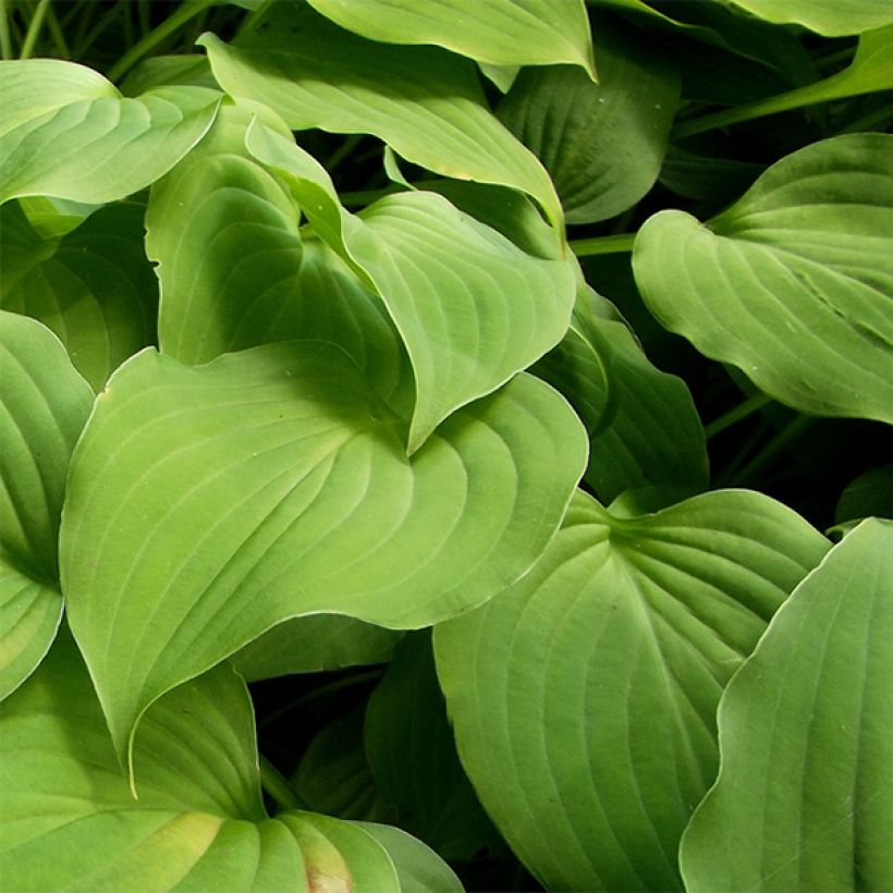 Hosta nakaiana (Folhagem)