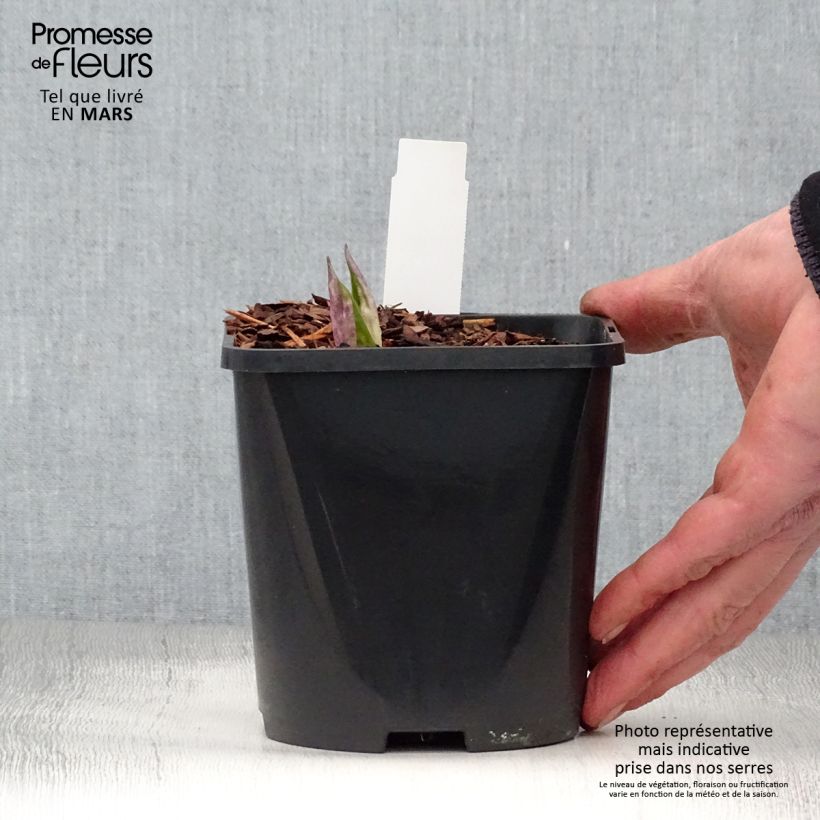 Amostra de Hosta Fireworks Vaso de 1,5 L/2 L tal como entregue na primavera