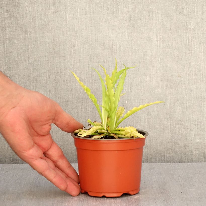 Amostra de Hosta Party Streamers Vaso de 12 cm/13 cm tal como entregue no outono