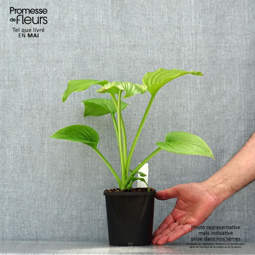 Amostra de Hosta plantaginea Venus Vaso de 1,5 L/2 L tal como entregue na primavera