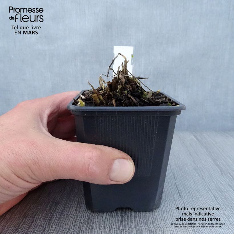 Amostra de Hosta plantaginea var. japonica Vaso de 8/9 cm tal como entregue na primavera