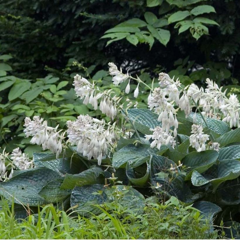 Hosta sieboldiana (Floração)