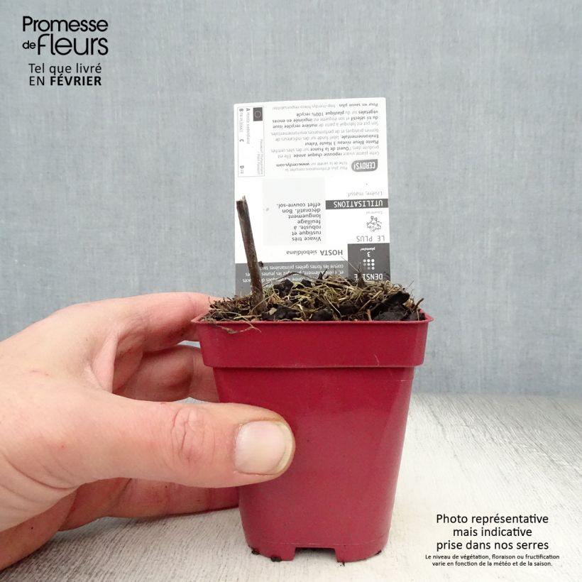 Amostra de Hosta sieboldiana Godet de 8/9 cm tal como entregue no inverno