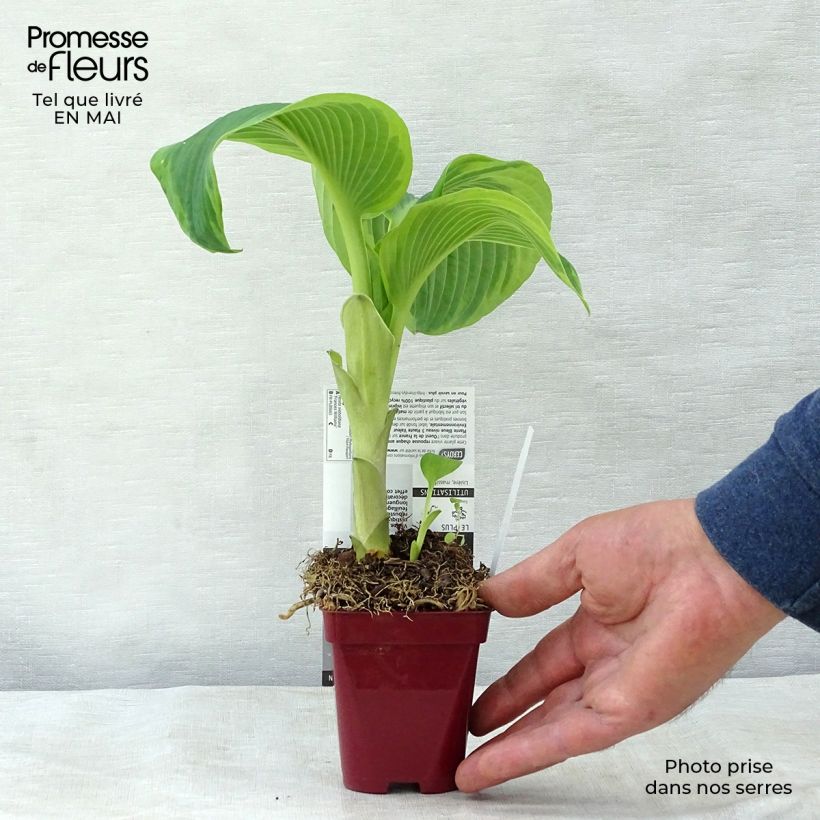 Amostra de Hosta sieboldiana Frances Williams Vaso de 8/9 cm tal como entregue na primavera