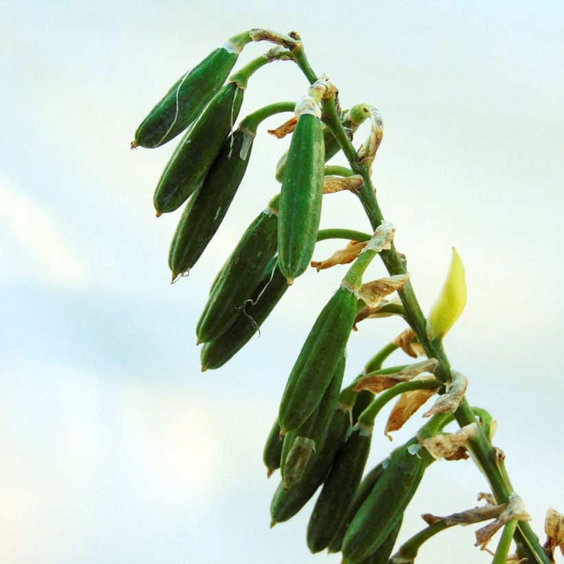 Hosta sieboldiana Frances Williams (Colheita)