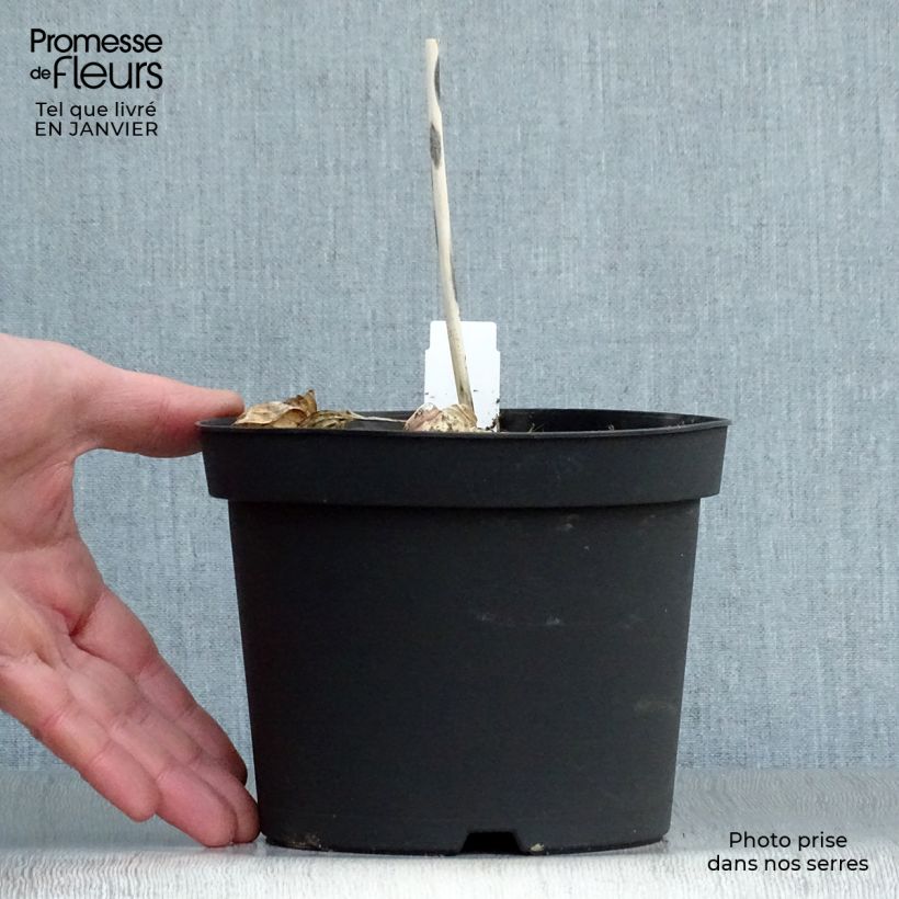 Amostra de Hosta sieboldiana Frances Williams Vaso de 2 L/3 L tal como entregue no inverno