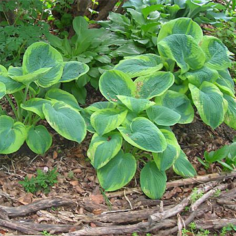 Hosta sieboldiana Frances Williams (Hábito)