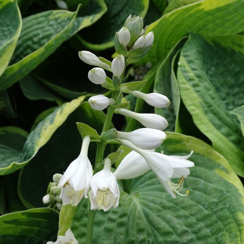 Hosta sieboldiana Frances Williams (Floração)