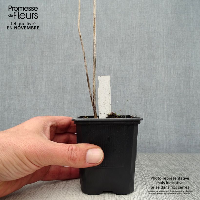 Amostra de Hosta sieboldiana Vaso de 8/9 cm tal como entregue no outono