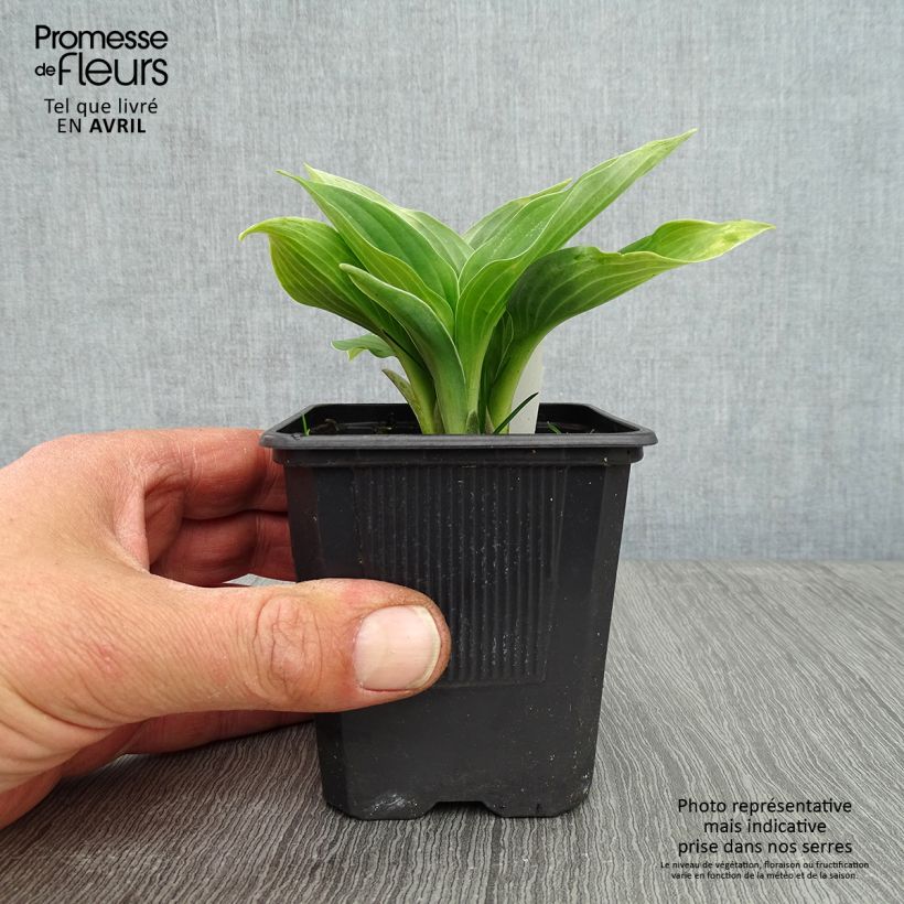 Amostra de Hosta sieboldiana Vaso de 8/9 cm tal como entregue na primavera