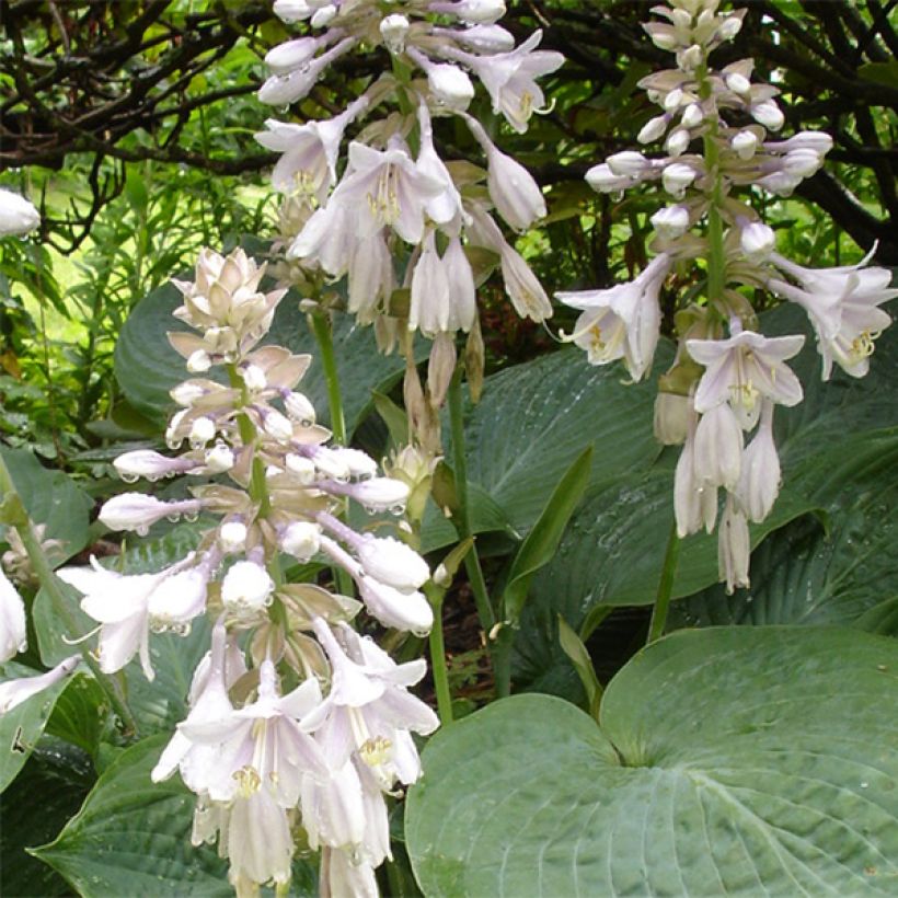 Hosta sieboldiana var. elegans (Floração)
