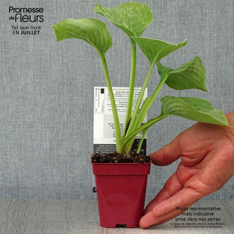 Amostra de Hosta sieboldiana var. elegans Vaso de 8/9 cm tal como entregue no verão