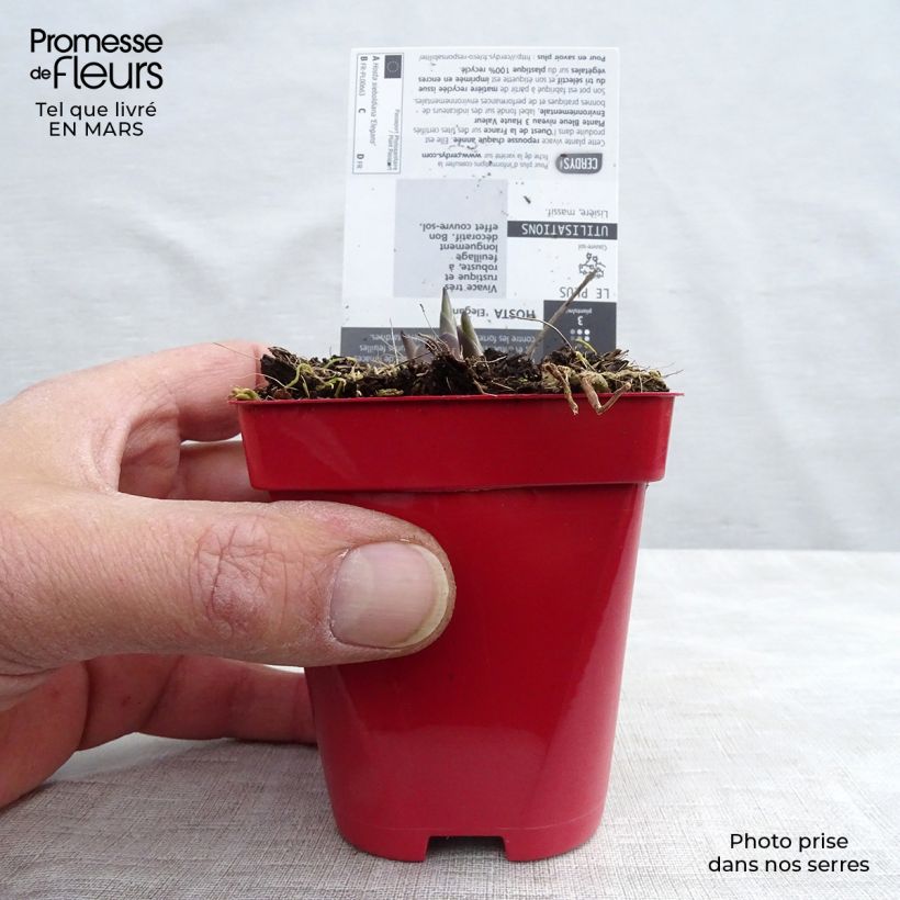 Amostra de Hosta sieboldiana var. elegans Vaso de 8/9 cm tal como entregue na primavera