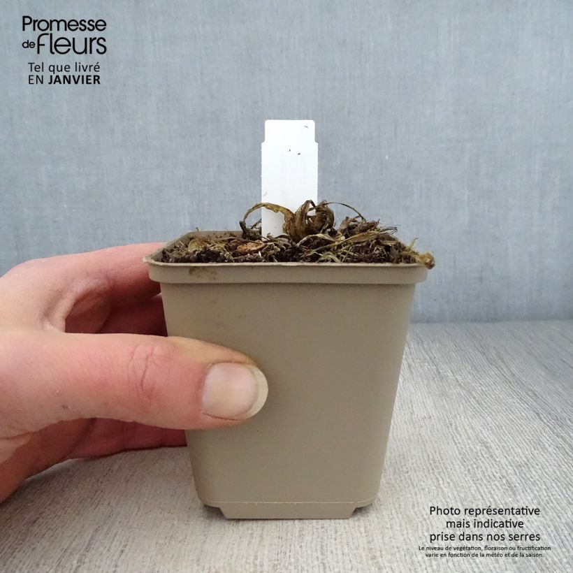 Amostra de Hosta sieboldii Kabitan  Vaso de 8/9 cm tal como entregue no inverno