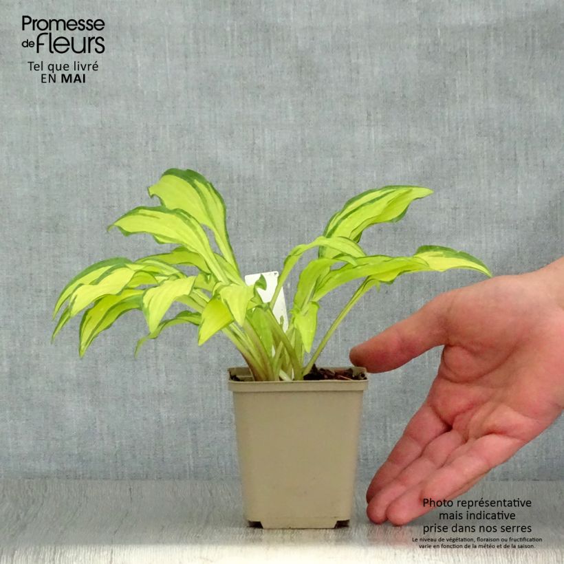 Amostra de Hosta sieboldii Kabitan Vaso de 8/9 cm tal como entregue na primavera