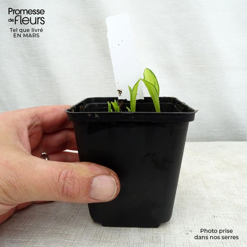 Amostra de Hosta sieboldii Silver Kabitan  Godet de 8/9 cm tal como entregue na primavera