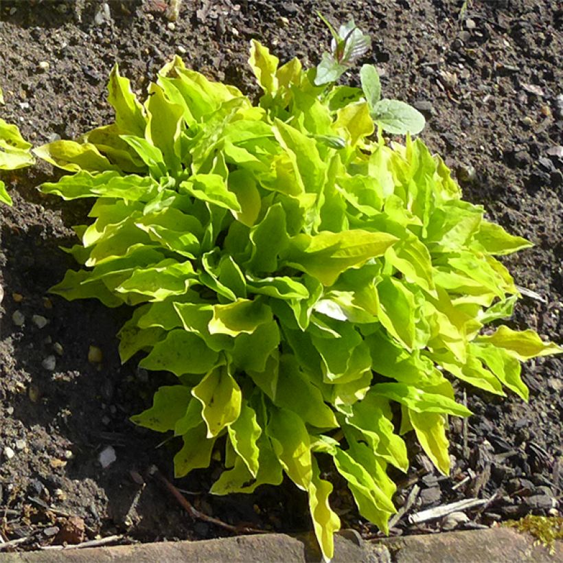 Hosta sieboldii Wogon (Hábito)