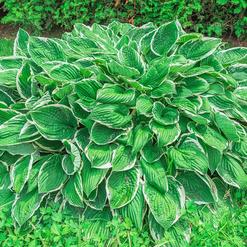 Hosta sieboldii var. alba (Hábito)