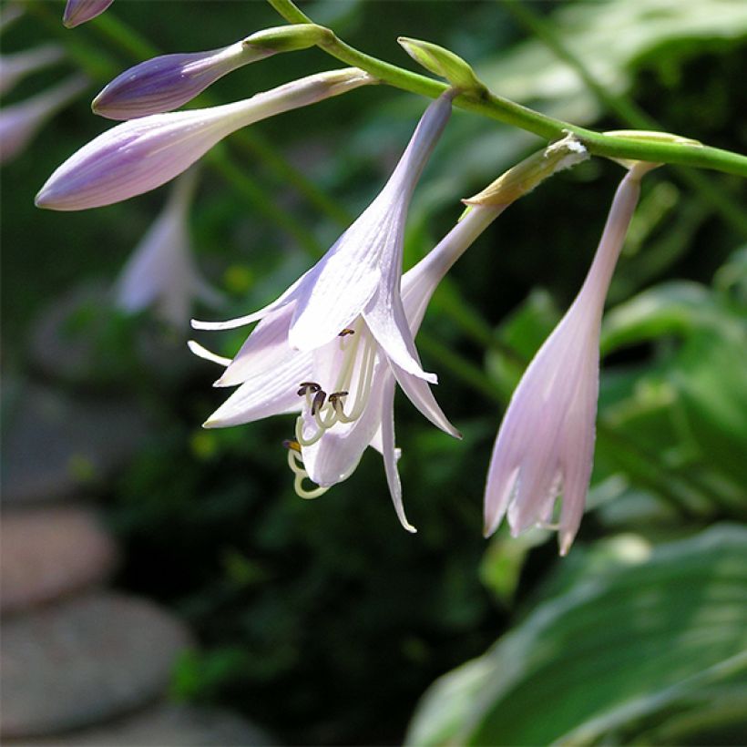 Hosta Summer Fragrance (Folhagem)