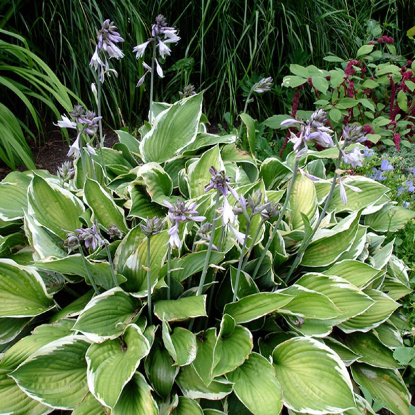 Hosta Summer Fragrance (Hábito)
