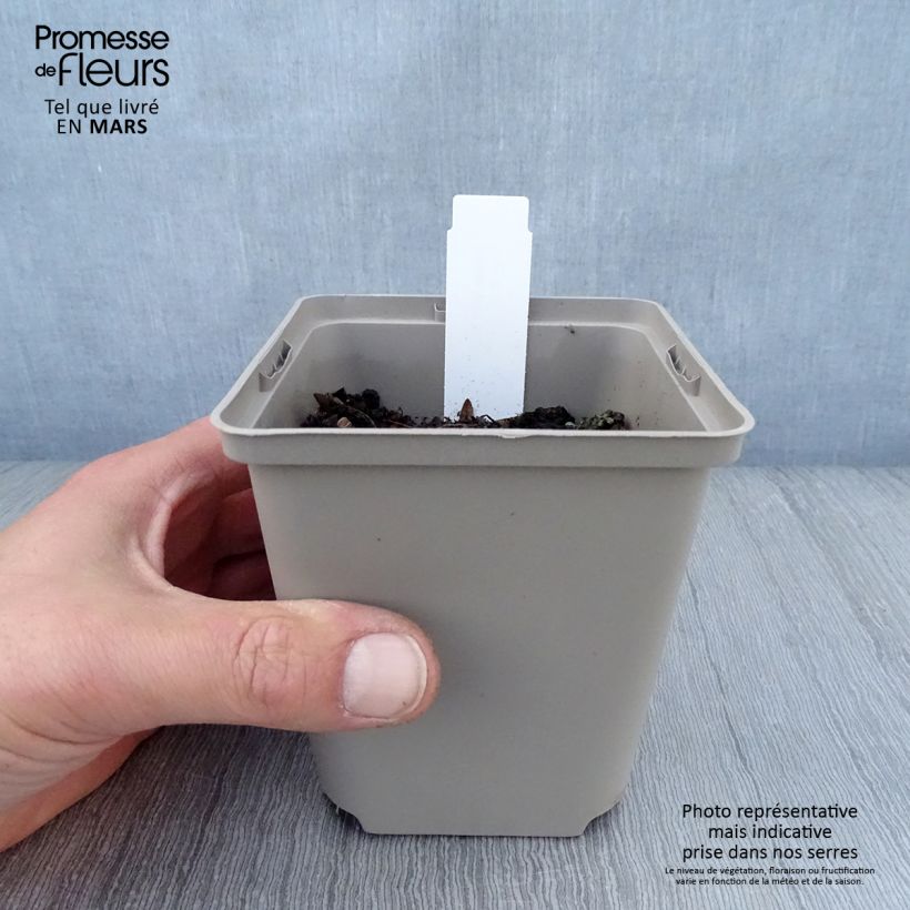 Amostra de Hosta Sun Power Vaso de 8/9 cm tal como entregue na primavera