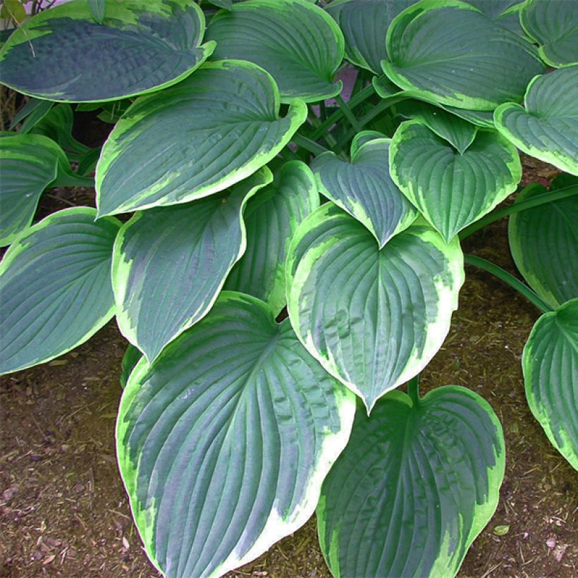 Hosta tardiana El Niño (Folhagem)