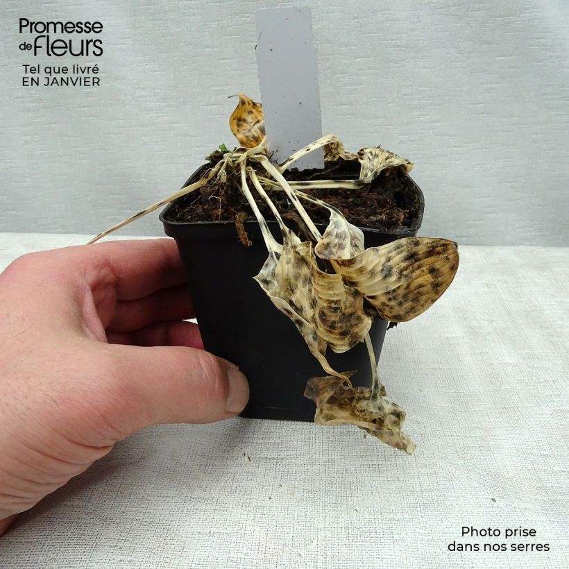 Amostra de Hosta tardiana El Niño Vaso de 8/9 cm tal como entregue no inverno