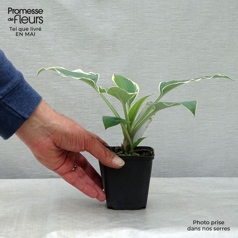 Amostra de Hosta tardiana El Niño Vaso de 8/9 cm tal como entregue na primavera