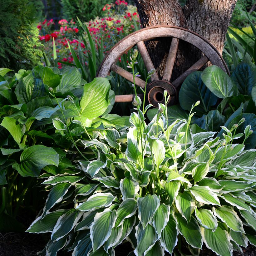 Hosta undulata var. albomarginata (Hábito)