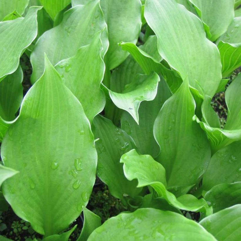 Hosta undulata Erromena (Folhagem)