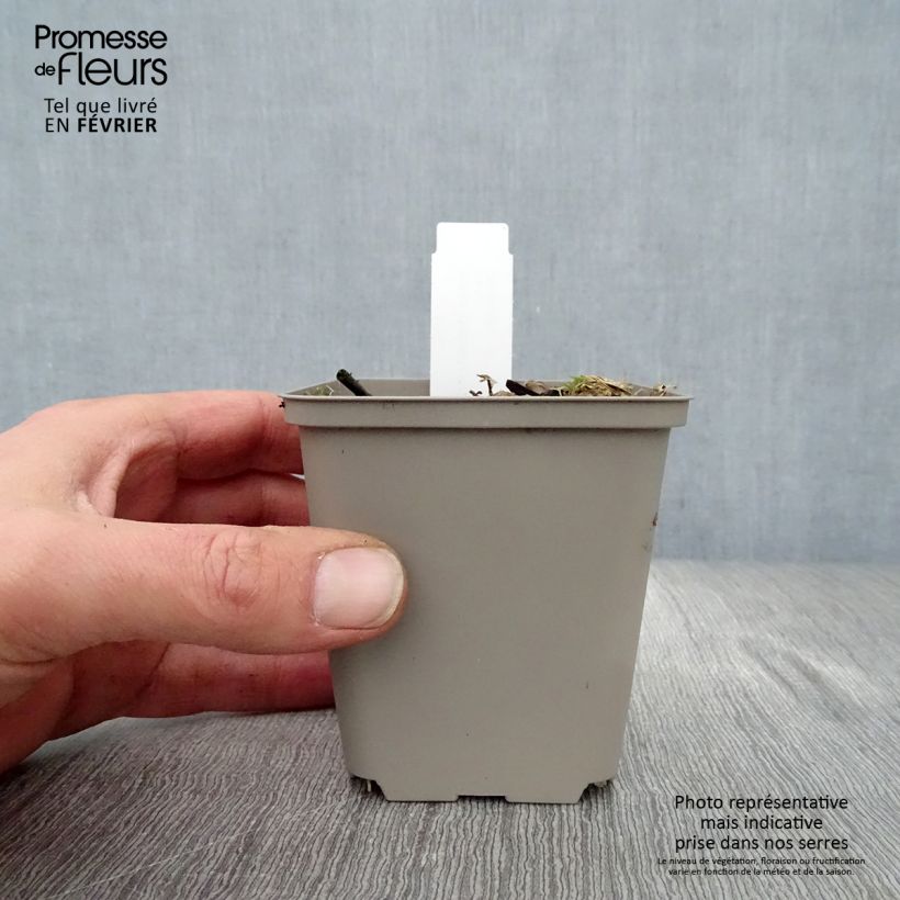 Amostra de Hosta undulata Erromena Vaso de 8/9 cm tal como entregue no inverno