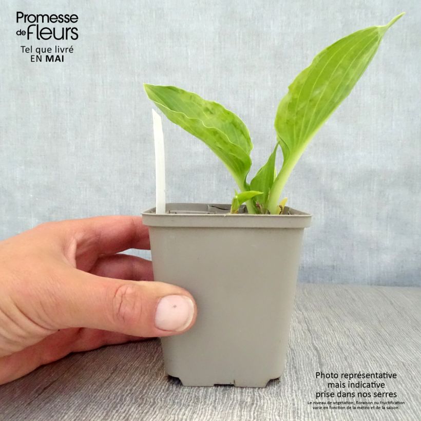 Amostra de Hosta undulata Erromena Vaso de 8/9 cm tal como entregue na primavera